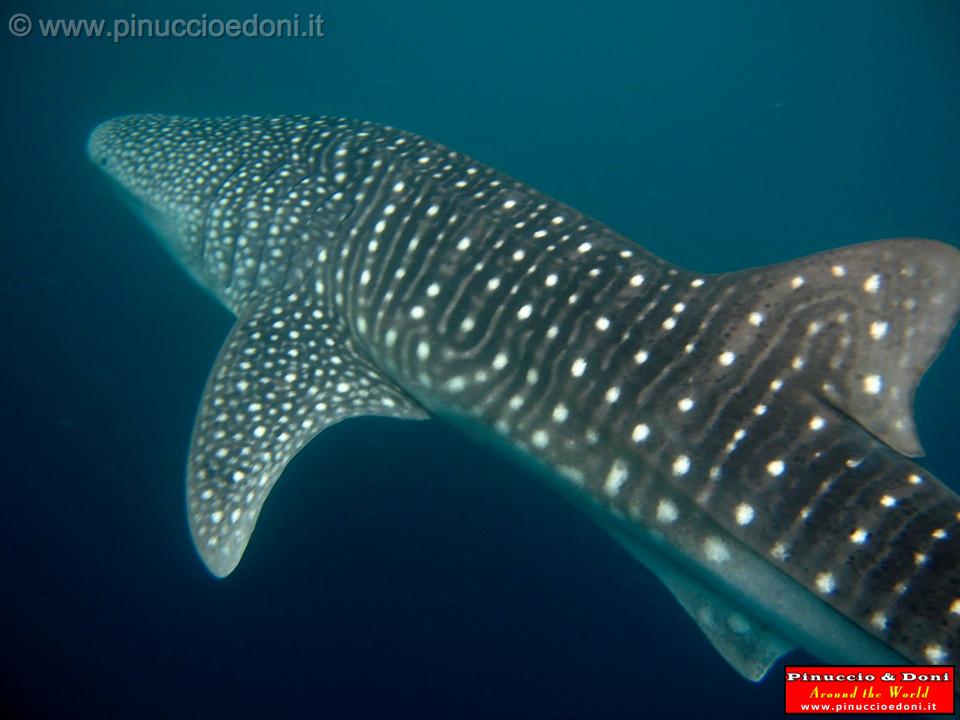 Djibouti - Whale Shark - 13.jpg